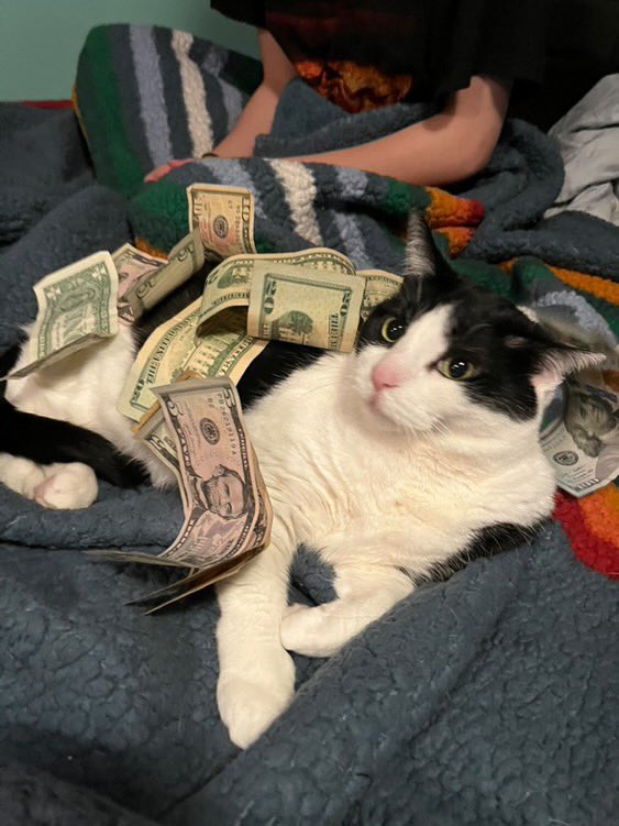 bean_and_chaton's tweet image. money spread 

#CatsOfTwitter #cat