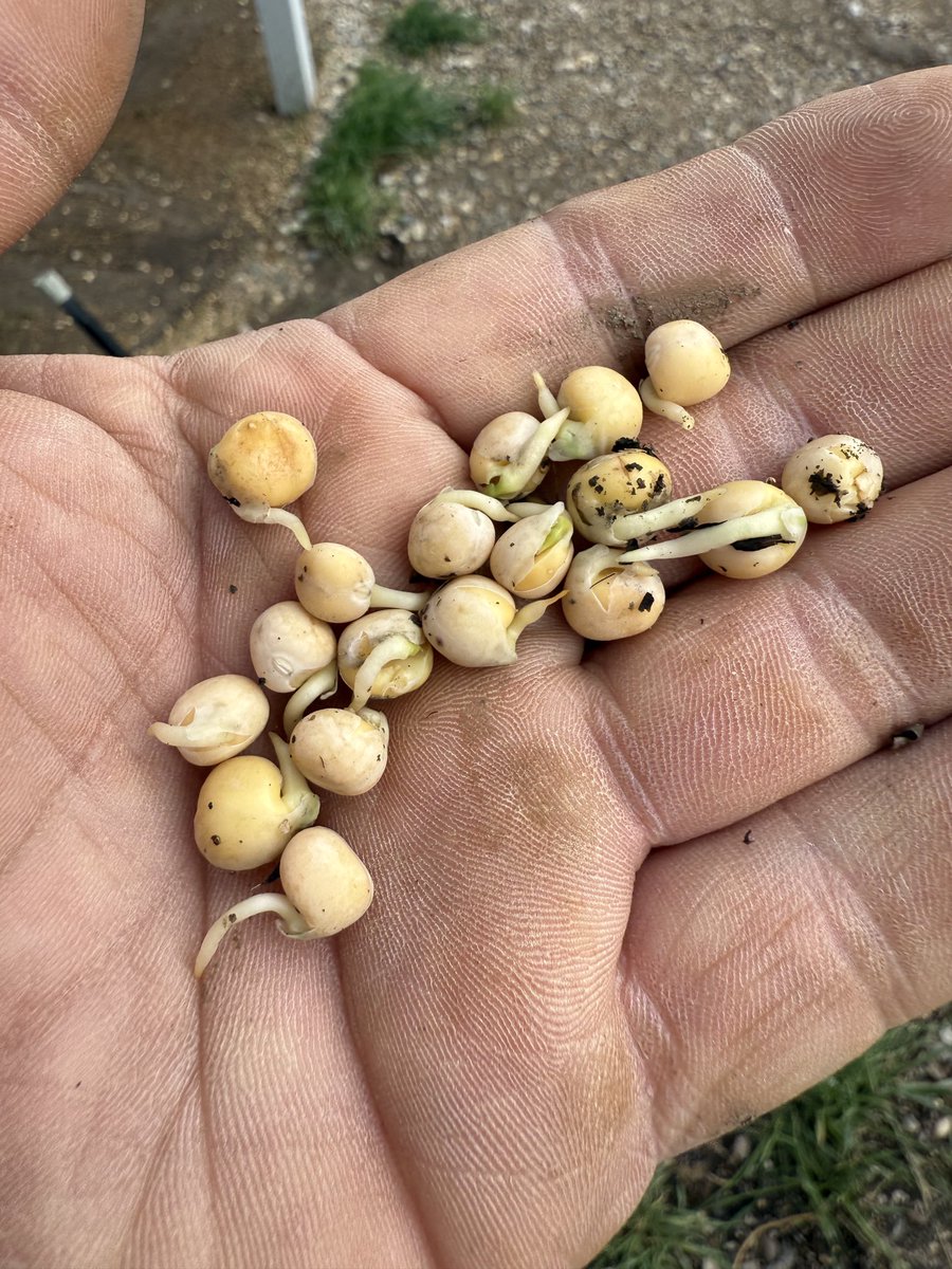 Peas sprouting in the broken pods.. be a first for that