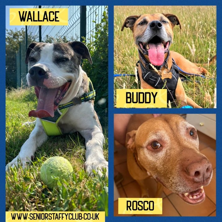 Three beautiful boys on the lookout for their forever homes. Please contact <a href="/SeniorStaffy/">Senior Staffy Club Dog Rescue</a> for details on adopting them and giving them the loving homes they so deserve. Thank you 🙏💕🐾
#rehomehour #adoptdontshop #SeniorStaffys #dogs #k9hour