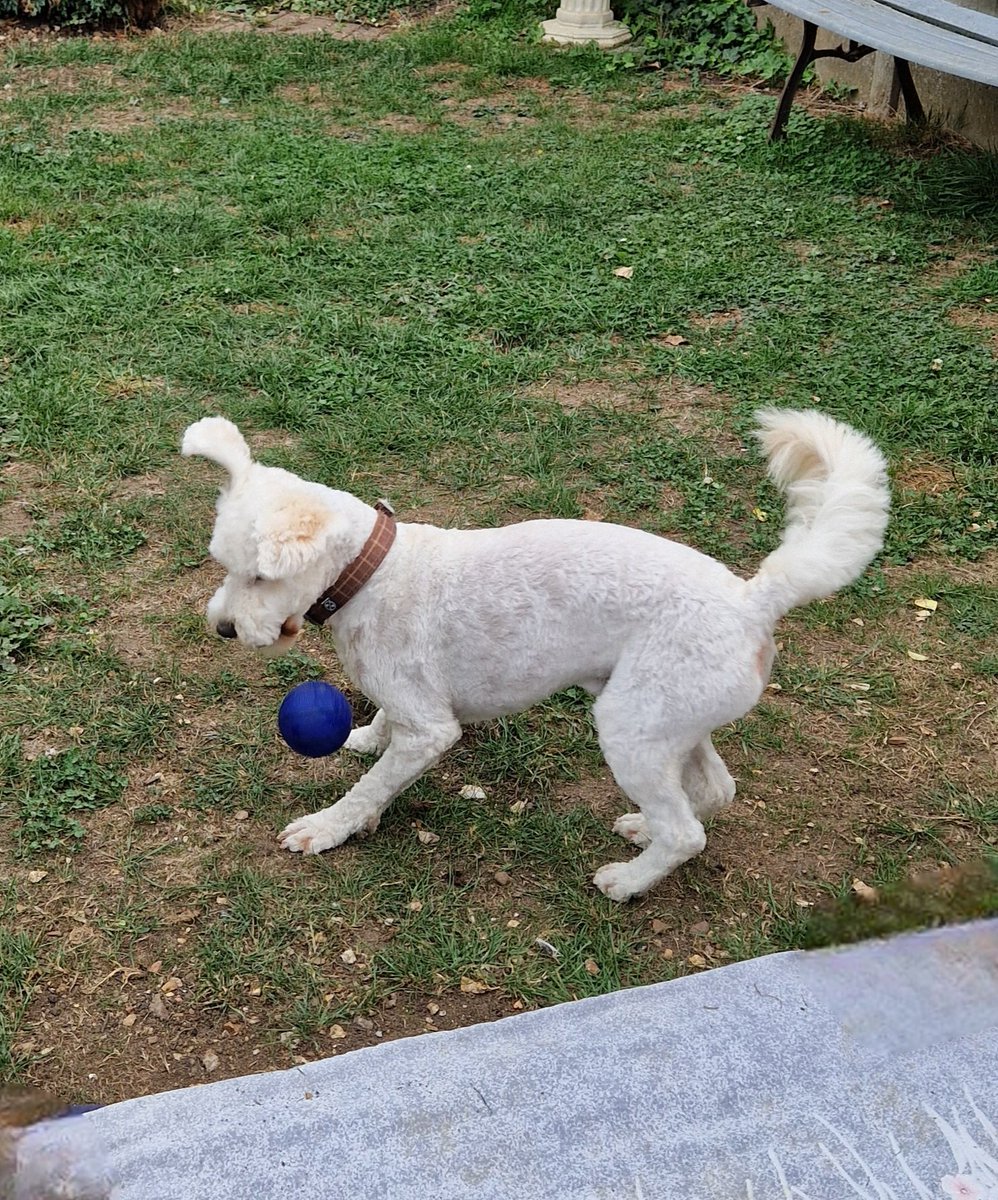 JACK BovverBoy (@jennystape) on Twitter photo So what do yer fink of me new furcut then Normy *turns this way and that*
Dad was under strict instructions not to scalp me this time *sniggers*
#BovverBoysForever #BovverBoys
<a href="/Norman_Dillon1/">Norman Dillon BovverBoyπ</a> So what do yer fink of me new furcut then Normy *turns this way and that*
Dad was under strict instructions not to scalp me this time *sniggers*
#BovverBoysForever #BovverBoys
<a href="/Norman_Dillon1/">Norman Dillon BovverBoyπ</a>