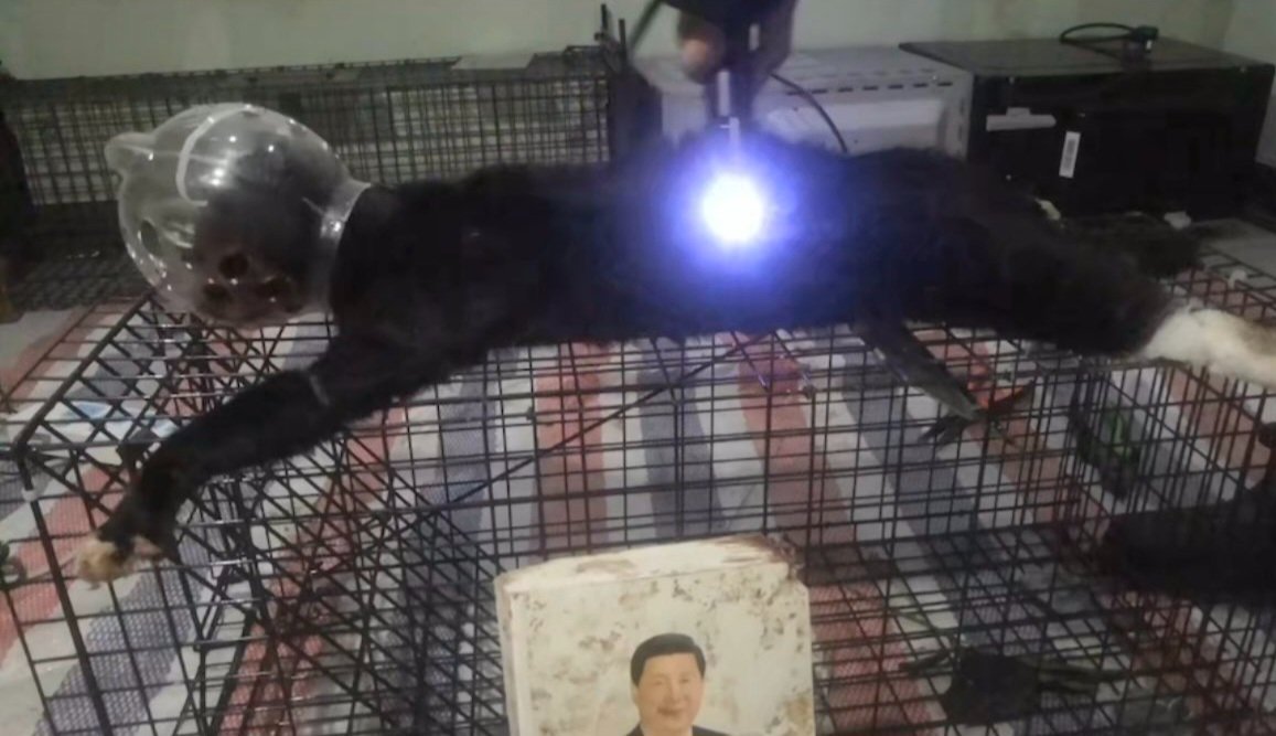 PhaedraXTeddy's tweet image. Americans love animals, China tortures animals for views and to add value to the state. #BoycottChina for the animals who senselessly suffer for Chinese 🇨🇳 pleasure
youtu.be/TLhyqliw7jQ?si… 🐈
deccanherald.com/world/depths-o… 🐈
x.com/newscomauHQ/st… 🐈
bbc.com/news/articles/… 🐈…