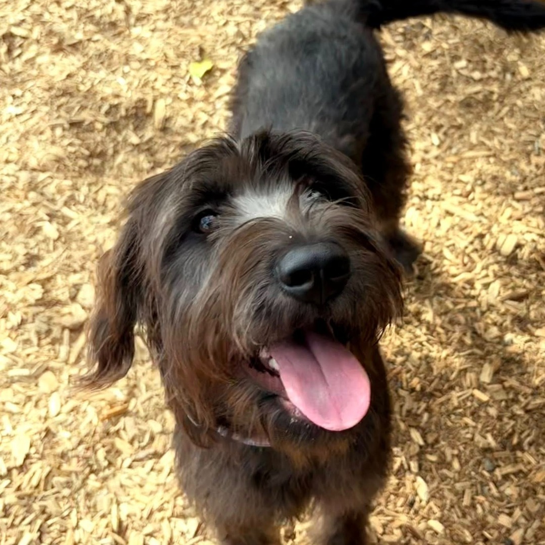 💚🐾 Last week's adoption numbers 🐾💚

Over the past week 136 dogs, cats, and rabbits found new homes, including Tulip!

🎉Congratulations to all the adopters your new furry friends.

Check out all of our current adoptable pets on our website: thehumanesociety.org/adopt