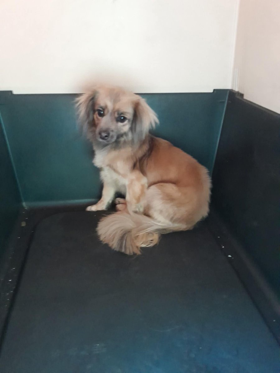 Es muy linda , es adulta , talla chica , no tenemos mucha información de ella solo que es tranquila y se lleva bien con otros perros 
Urge un hogar para ella por favor 🙏🏽 
#CDMX 
#AdopcionResponsable wats 5548724347