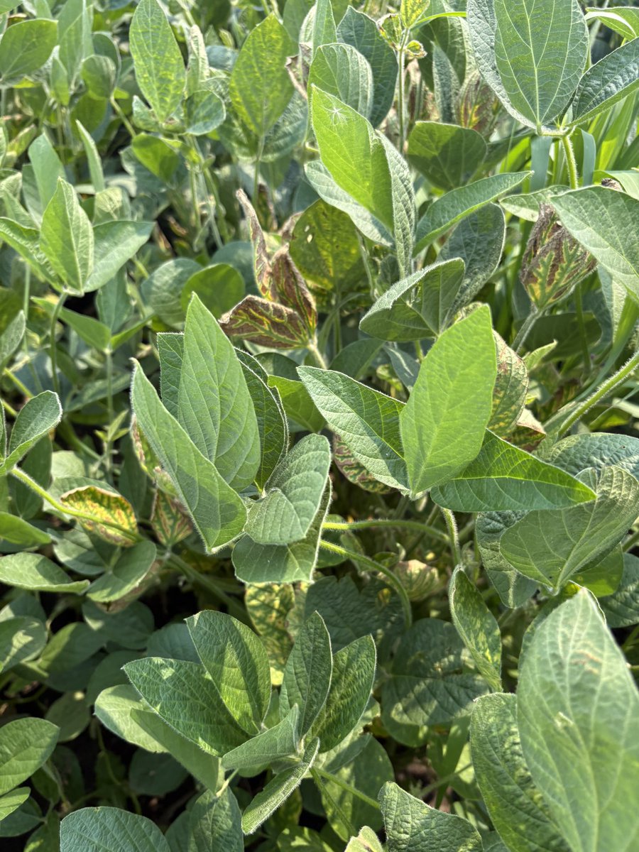 AdamSpelhaug's tweet image. SDS starting to show up in WC Minn