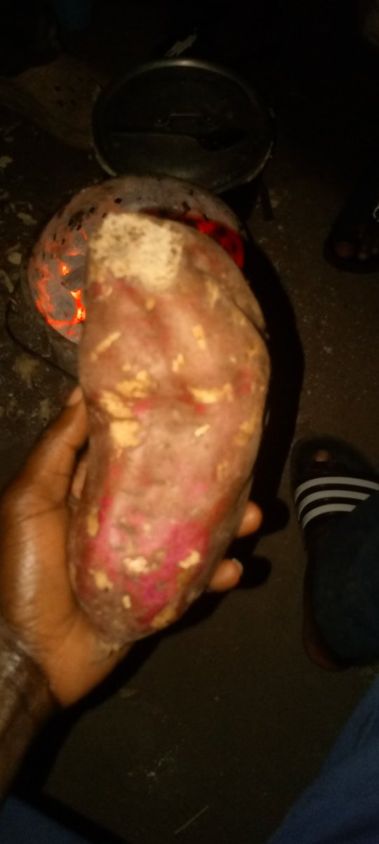 _maxwellmwamba's tweet image. Situation on ground zero management had to delay the harvesting of sweetpotatoes because the market was fladed now is the time to move in and supply.   @FxMalume , @jonathanlupand0   are getting for free that is if I have time to get for them 😂👨🏽‍💻