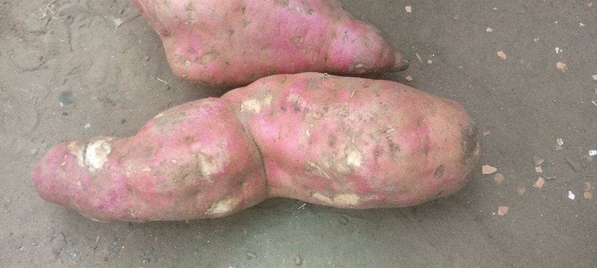 _maxwellmwamba's tweet image. Situation on ground zero management had to delay the harvesting of sweetpotatoes because the market was fladed now is the time to move in and supply.   @FxMalume , @jonathanlupand0   are getting for free that is if I have time to get for them 😂👨🏽‍💻