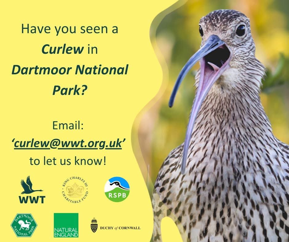 Tan Grigg (@griggtan) on Twitter photo Have you seen or heard a Curlew in Dartmoor National Park?
The Dartmoor Curlew Project is releasing this year’s cohort of headstarted Curlews over the next few weeks. We are monitoring their distribution.
If you have, please get in touch at 'curlew@wwt.org.uk'
Thank you! Have you seen or heard a Curlew in Dartmoor National Park?
The Dartmoor Curlew Project is releasing this year’s cohort of headstarted Curlews over the next few weeks. We are monitoring their distribution.
If you have, please get in touch at 'curlew@wwt.org.uk'
Thank you!