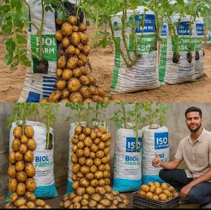 This type of farming is not bad after all