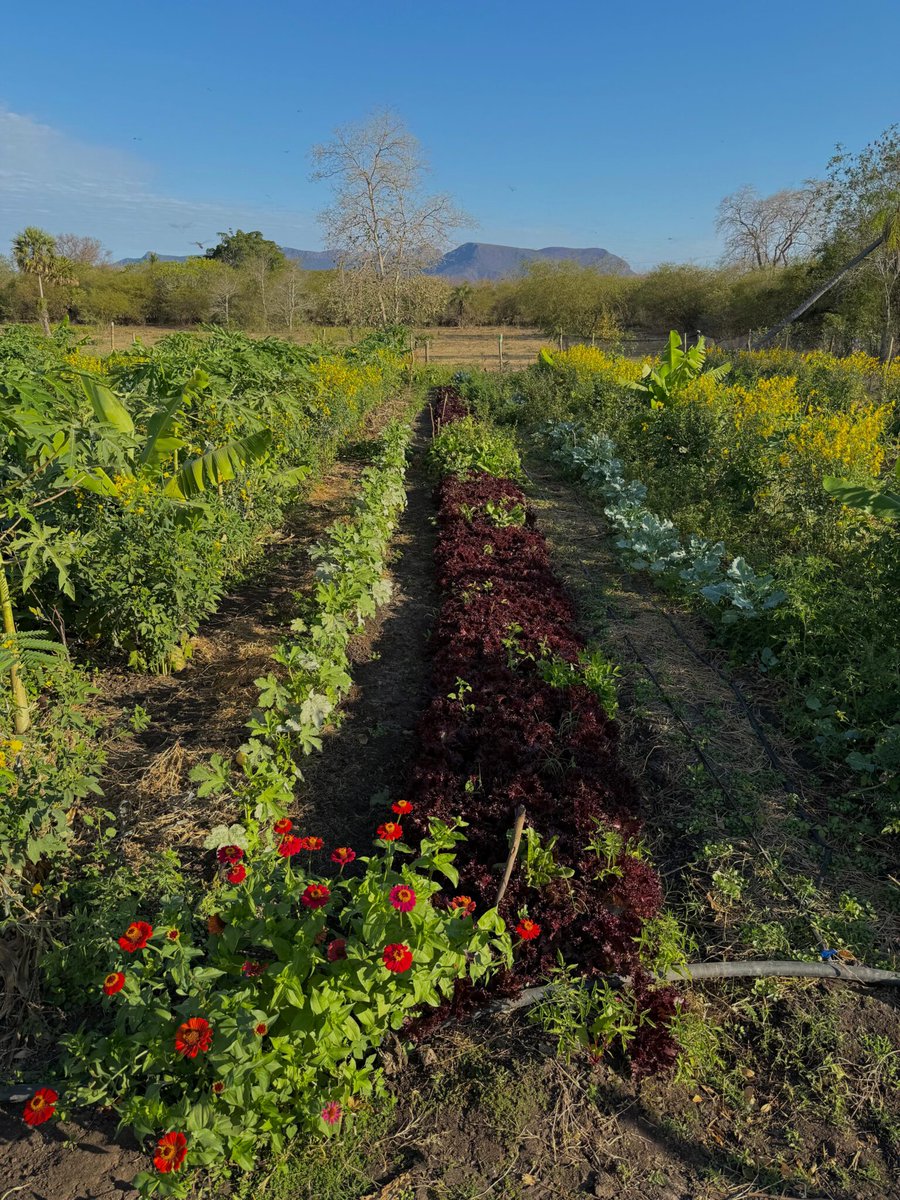 Sistemas Agroflorestais fortalecem a sustentabilidade e a produção de alimentos na Paisagem Modelo Pantanal

Veja em: ecoa.org.br/sistemas-agrof…