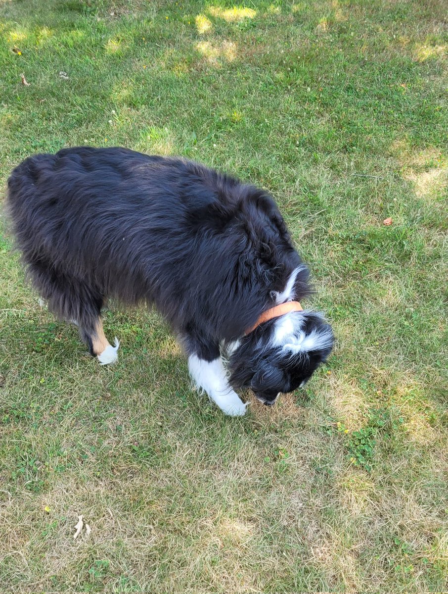 A quick pawtrol around the park, its superhot here right now...still roasted grass everywhere but no zombs #ZSHQ