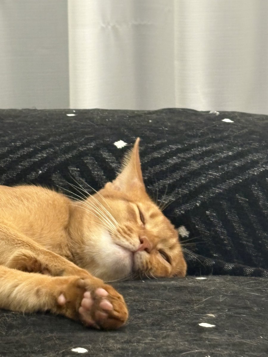 ALinssssss tweet media