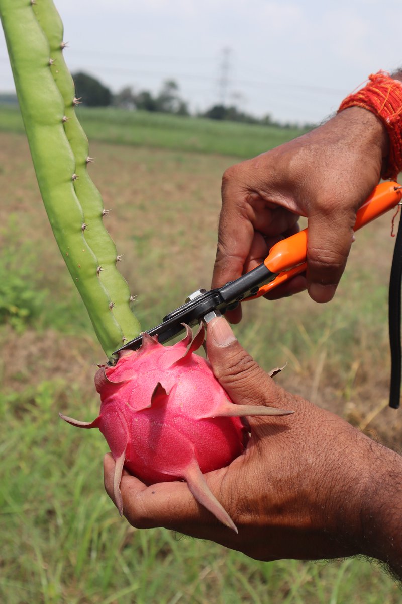 just_akshit's tweet photo. Have you tried 'Kamalam' or Dragon Fruit yet? August is one of the best months to eat it fresh as it's peak harvesting season in India.
#DragonFruit #ExoticFruit #Foodie #IndianAgriculture https://t.co/C1xswKbntB