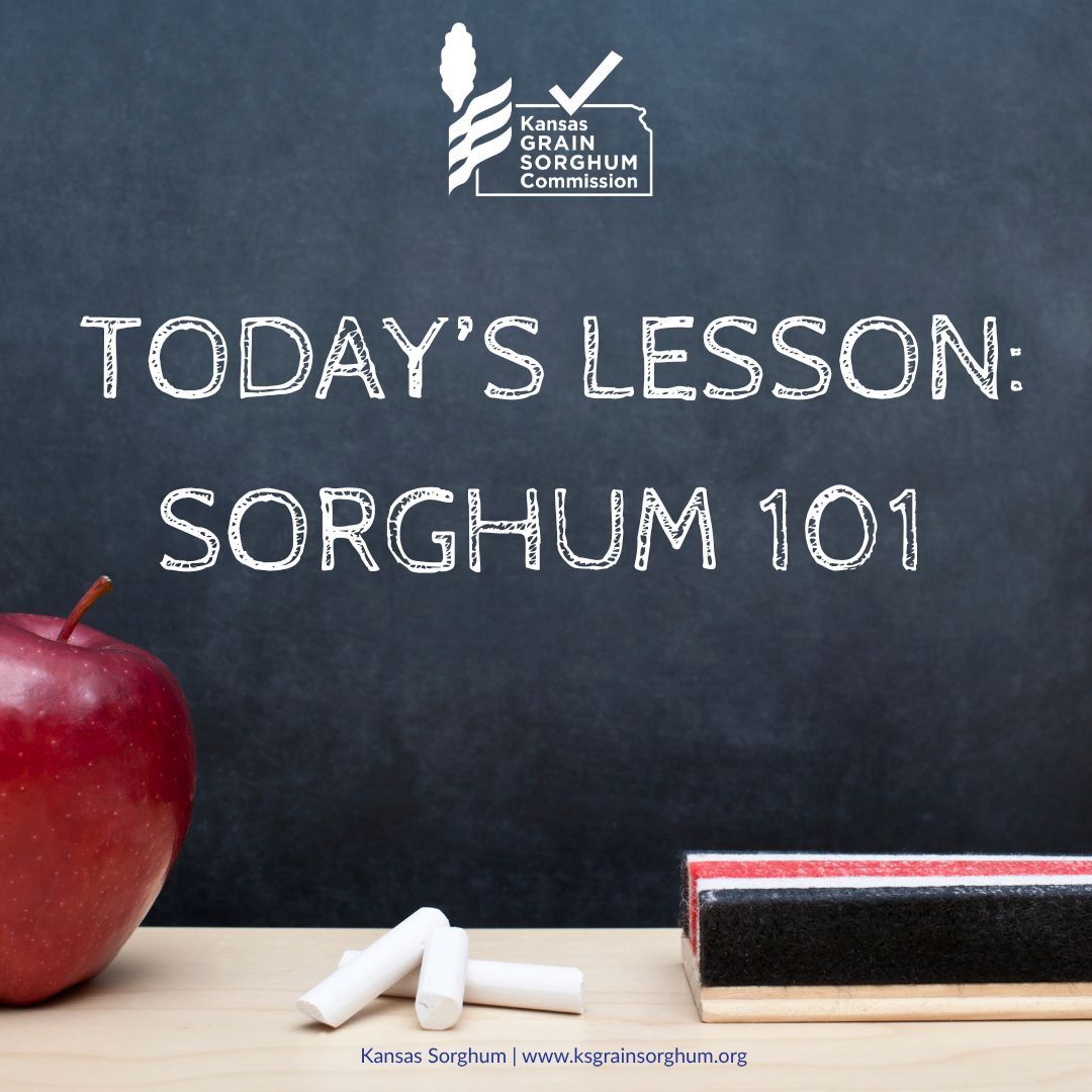 KSsorghum's tweet photo. Sorghum isn’t just 𝑻𝒉𝒆 𝑺𝒎𝒂𝒓𝒕 𝑪𝒉𝒐𝒊𝒄𝒆 in the field, it’s #TheSmartChoice the classroom too!
From grain bowls in cafeterias to ag literacy in lesson plans, this Kansas-grown crop is powering learning. Learn more at https://t.co/1TMAdpBS9f. 💡 https://t.co/uYCvZWZJ48