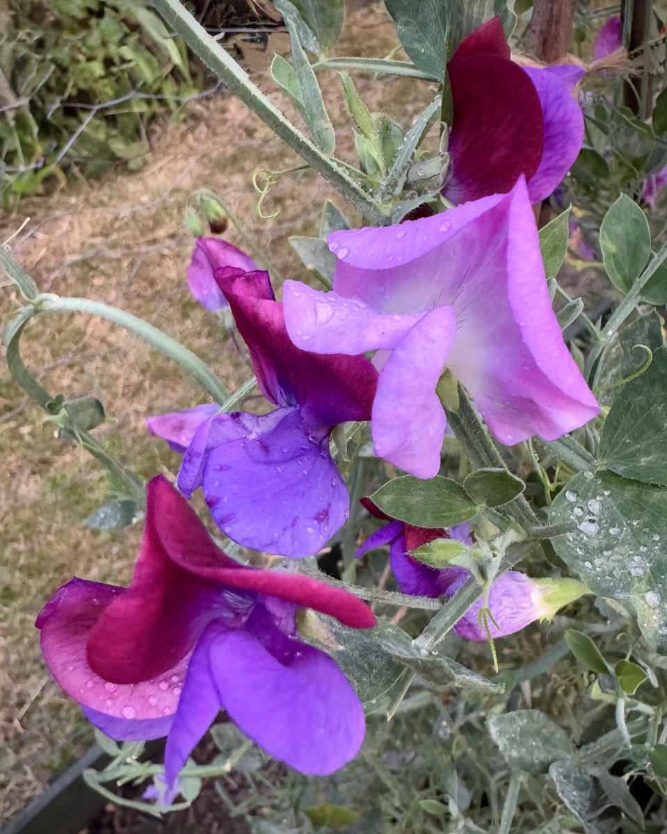 tjd19's tweet image. nothing to see here, just a trio of sweet peas after a very brief rain storm on a heatwave day, they&apos;re coping...just 🥴🍃 #plot24
