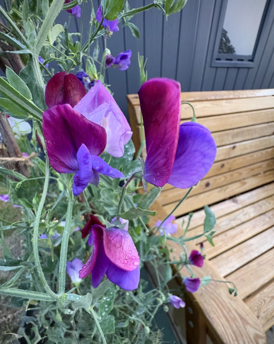 tjd19's tweet image. nothing to see here, just a trio of sweet peas after a very brief rain storm on a heatwave day, they&apos;re coping...just 🥴🍃 #plot24