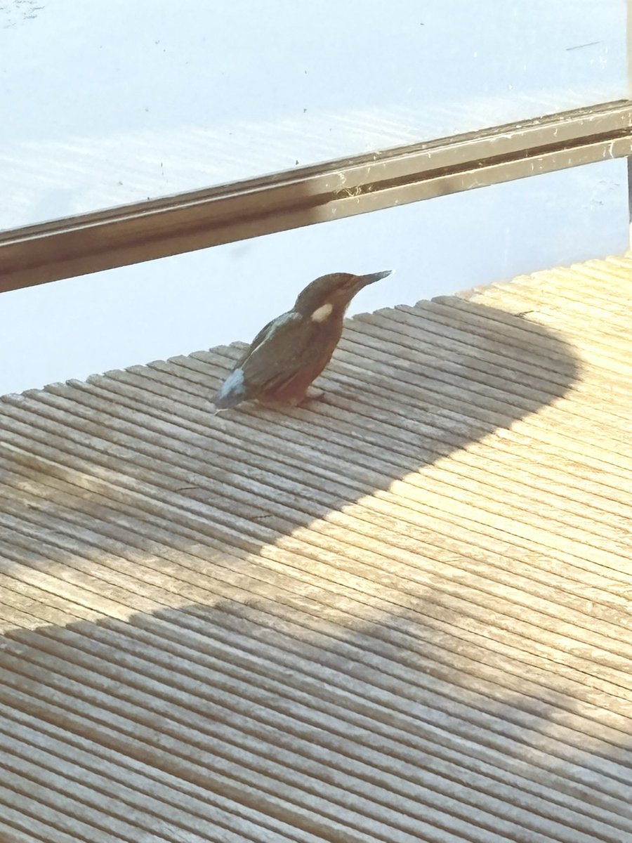 Vanochtend bezoek van een ijsvogel