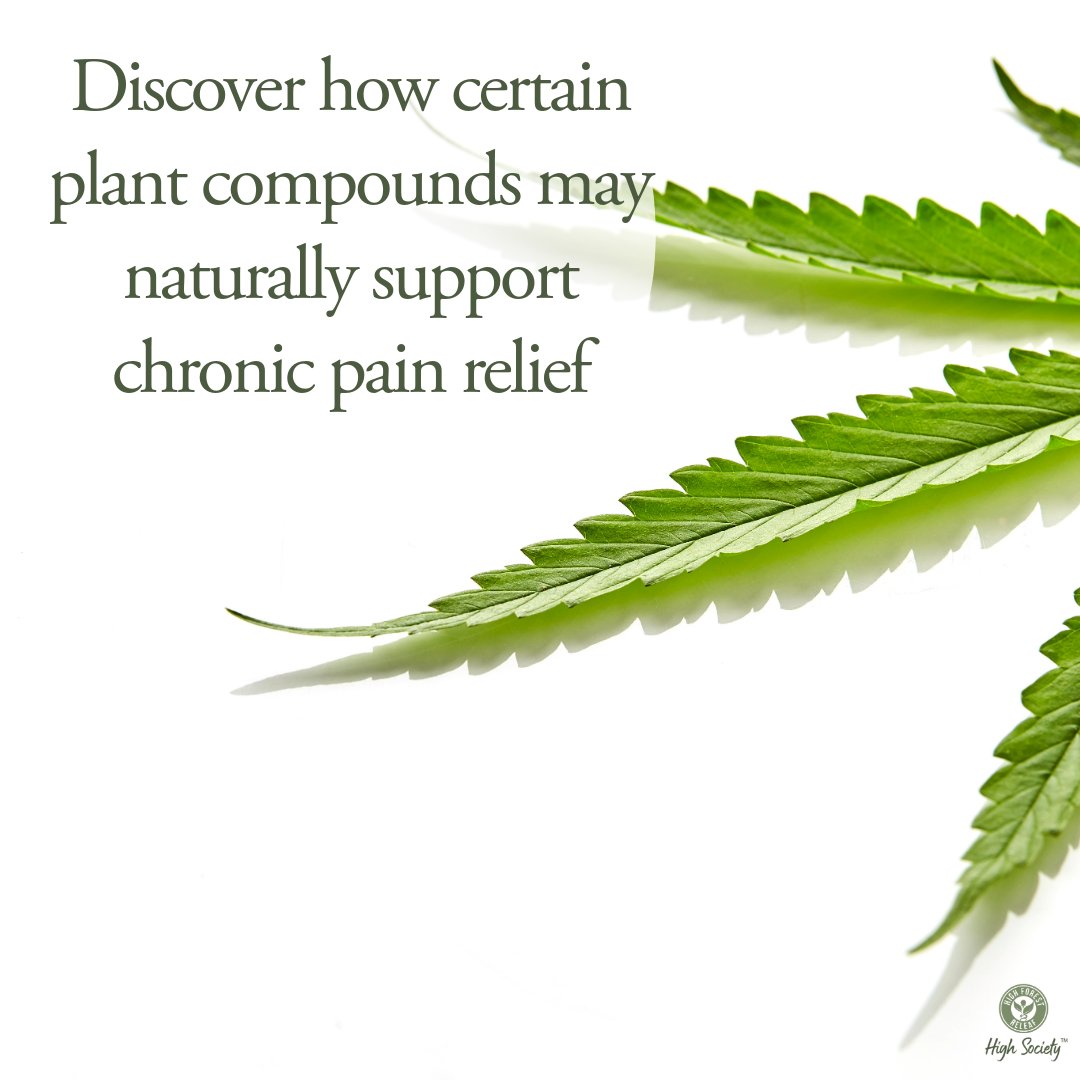 HiForestReleaf's tweet photo. Discover how certain plant compounds may naturally support chronic pain relief. 
Click the link in our bio: https://t.co/cvIfTPRzTL
#NaturalRelief #WellnessJourney #HFR https://t.co/DWNP3waXLH