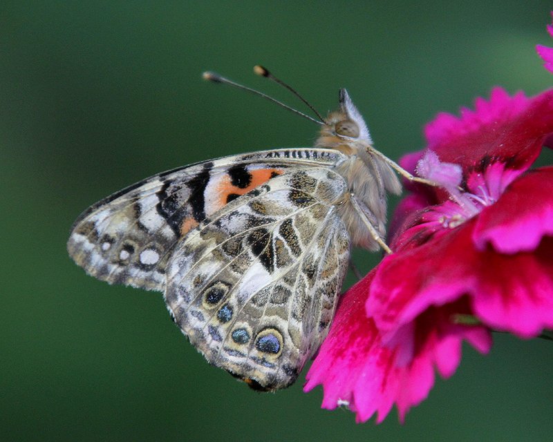 Painted Lady Aberdovey Gwynedd late evening 11/08/2025