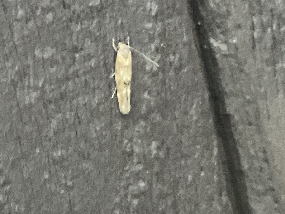 Last two <a href="/MOTHIDUK/">UK Moth Identification</a> 
1. Again , hope not a Common Wainscot.
2. ?
Thanks