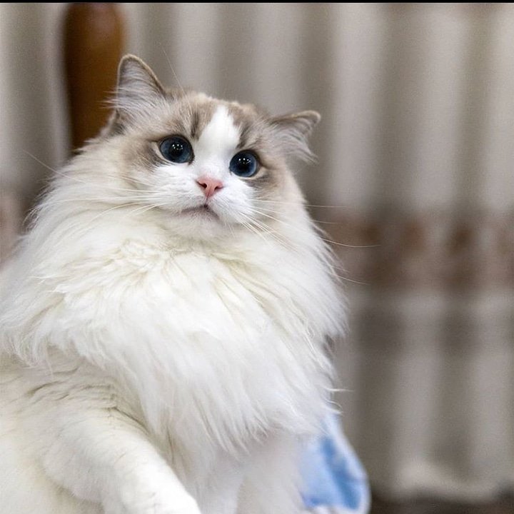 CatLovers577's tweet photo. “I used to love dogs until I discovered cats.” – Nafisa Joseph. #cat https://t.co/kecQblbYKA