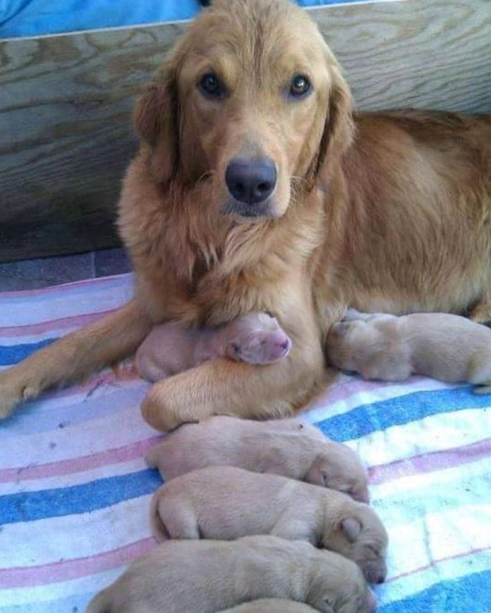 TweeetsOfDogs's tweet image. I have great love for her do you truly love animals just say Hi💖