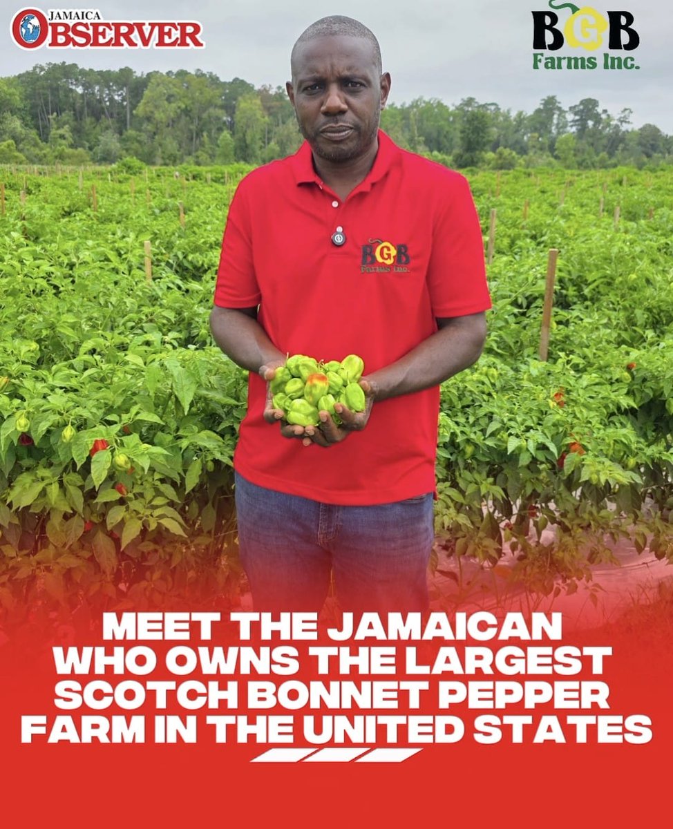 JamaicaObserver's tweet photo. 🇯🇲 From Trelawny to Florida, growing Jamaica’s heat in the USA 🌶
Meet Dr. Bravo Brown, a 54-year-old Jamaican who has built one of the largest scotch bonnet pepper farms in the United States, BGB Farms in Quincy, Florida.
#ScotchBonnet #JamaicanPride #DiasporaPower #BGBFarms https://t.co/BRJSKhhGeu