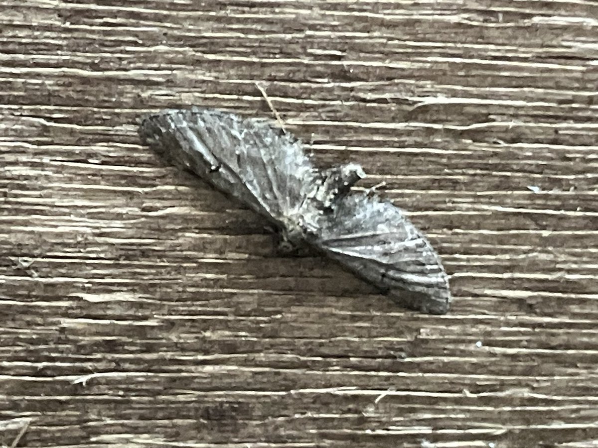 Hi <a href="/MOTHIDUK/">UK Moth Identification</a>  A few from Sunday night, just catching up on stuff. 
1. Agriphila genicula 
2. Not sure
3. Don’t think this is a common
4. ?