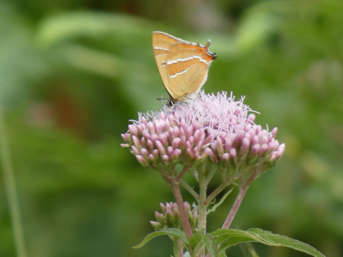 Brown hairstreak at Gait Barrows