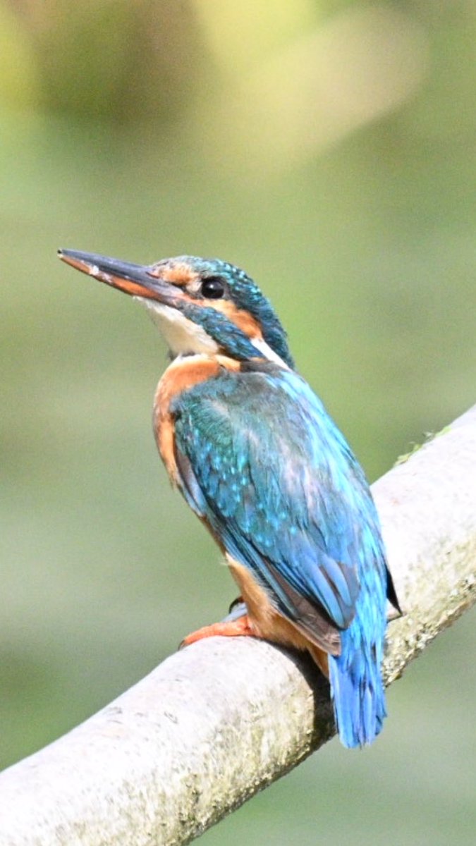 Finally got the little bugger on the fishing poles at Llanelli WWT