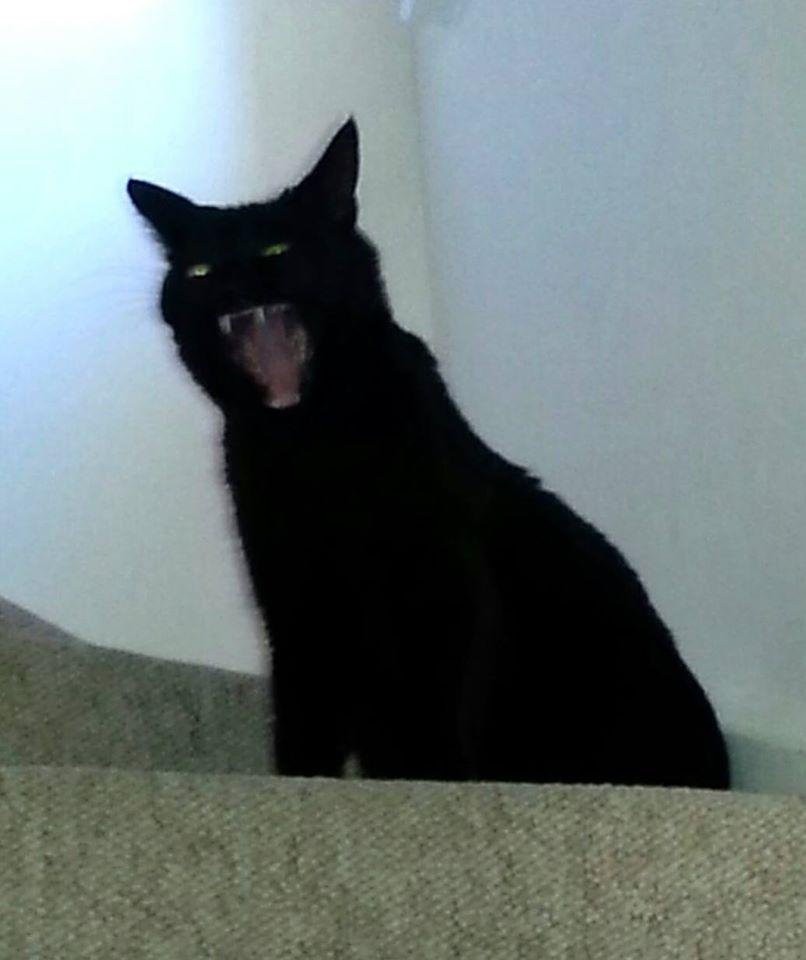 Cybasid's tweet photo. @CatsProtection This is Smudge's roar. Adopted the pattern 10 years ago from you at Chelwood Gate. Thank you for all the happiness he is giving us. https://t.co/xmWDgHowP9