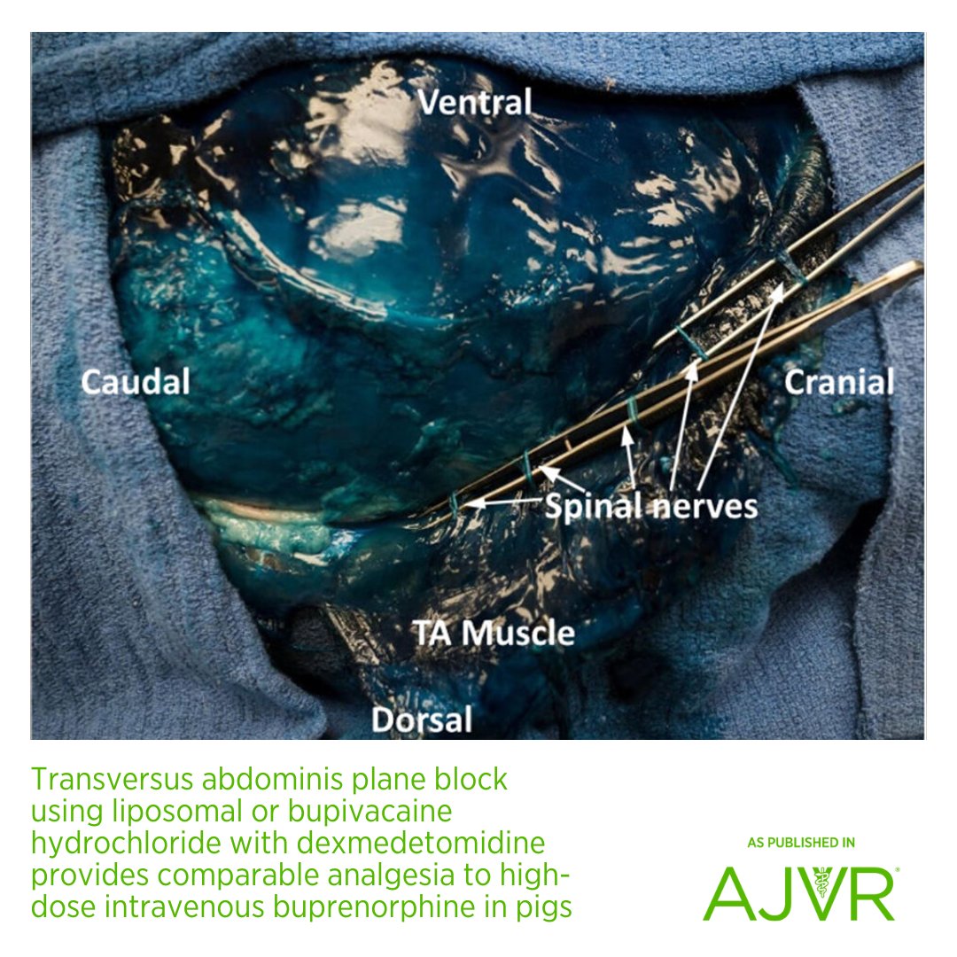 AJVR (@ajvroa) on Twitter photo Transversus abdominis plane blocks may reduce reliance on systemic opioids, supporting opioid-sparing pain management strategies in veterinary medicine. Open access article: jav.ma/TAP <a href="/cornellvet/">Cornell University College of Veterinary Medicine</a> #analgesia #buprenorphine #liposomalbupivacaine #pig #TAPblock Transversus abdominis plane blocks may reduce reliance on systemic opioids, supporting opioid-sparing pain management strategies in veterinary medicine. Open access article: jav.ma/TAP <a href="/cornellvet/">Cornell University College of Veterinary Medicine</a> #analgesia #buprenorphine #liposomalbupivacaine #pig #TAPblock