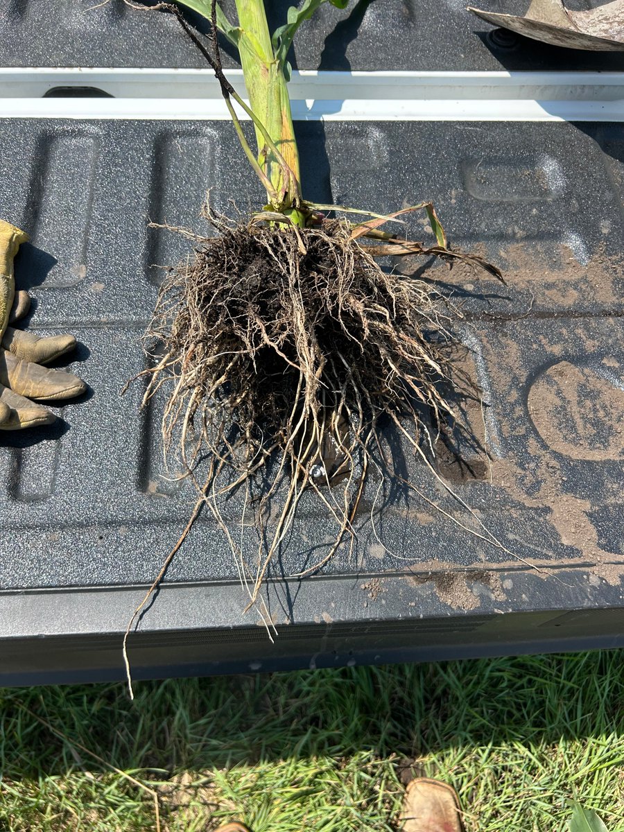 🪲Brown County Fair week means it is time to look for Corn Rootworm damage. Although pressure feels much lower than last year, don't sleep on these little bugs. Here is a root wash done North of Aberdeen today. Wash roots for larvae and check silks for beetles.  #ProInTheField🪲