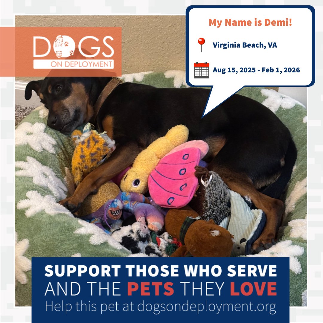 DogsonDeploymnt's tweet photo. Demi needs a DoD Boarder THIS WEEK!
ποΈ Aug 15, 2025 - Feb 1, 2026
π #VirginiaBeach, #Virginia (willing to travel within VA & surrounding states)
π: https://t.co/Gf6kNAutQZ (Must be registered as a DoD Boarder and logged on to view all info)
#DogsonDeployment #DoDMission https://t.co/o8xw5inH8j
