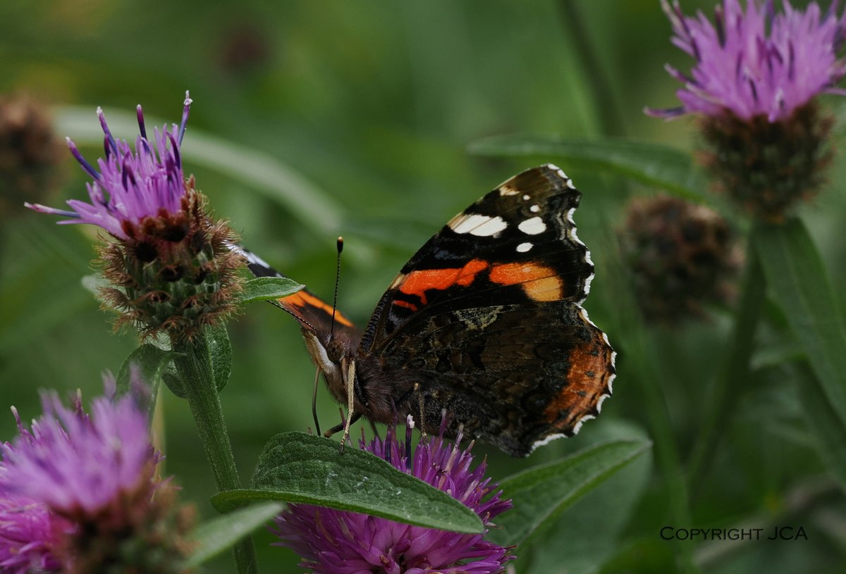 JamesAikman8's tweet photo. Some great wildlife in the car park at Flanders Moss nature reserve in Stirlingshire.  Peacock and Red Admiral butterflies with a Wasp all feeding on the Knapweed.
@ThePhotoHour 
@savebutterflies https://t.co/GdvgEKLbLO