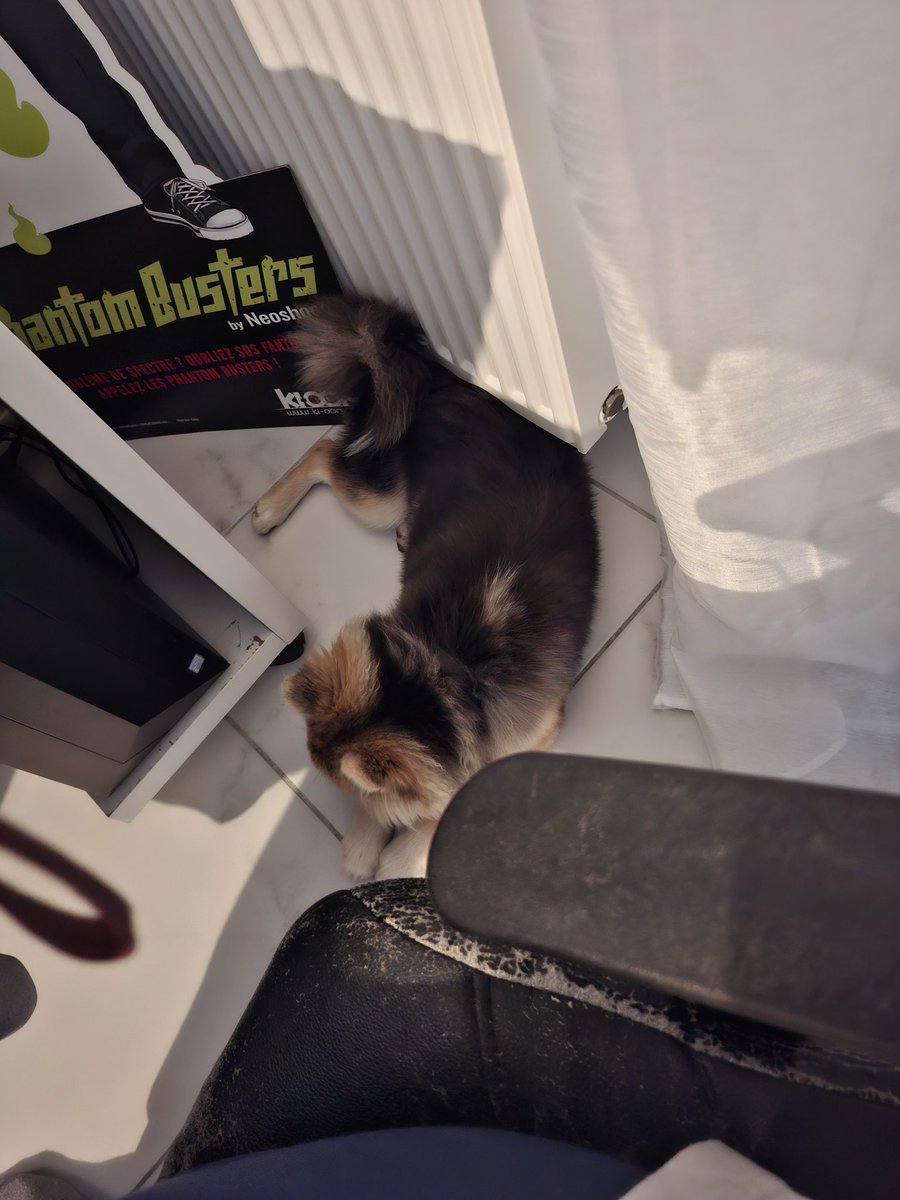 Cass_Amaro's tweet photo. Chez mes parents elle dormait sous la table ou sous une plante géante..... Chez moi elle a décidé que son coin c'était à côté de mon ordi jveux chialer https://t.co/eDqkfM3Ies