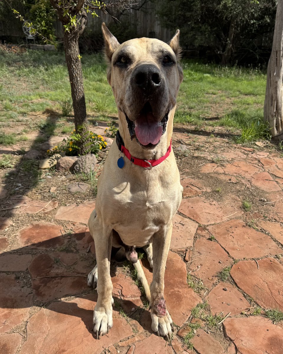 Scooby deserves the world. Thanks to our supporters and his rescue, One Tail At A Time West Texas, he’s finally on his way to getting it. Now all that’s left… is for him to find the forever home he’s been dreaming of ✨