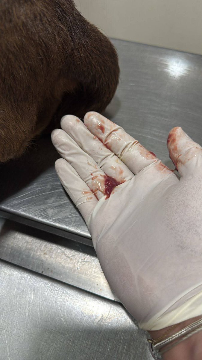 ACTUALIZACION PERRITA CON SANGRADO

Amigos... Evitamos que SACRIFICARAN a la perrita, fue diagnosticada con TVT. 
Ahora necesitamos apoyo para pagar sus quimios. También se le atendió la infección que traía.
La gente que dijo que ayudaría ya no respondió.

Seamos SOLIDARIOS. 🙏