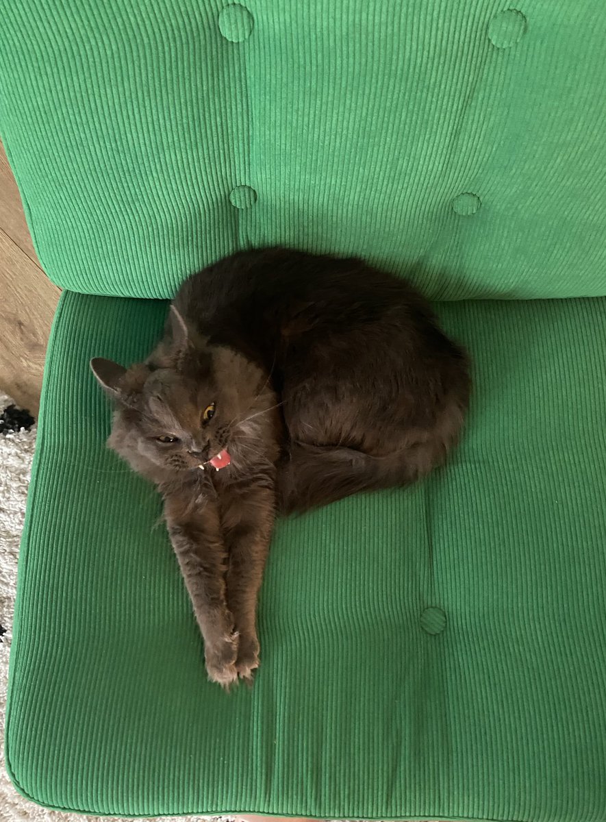 ipekcimne's tweet photo. Evde böyle bi cin cüce var.💚 https://t.co/hHIZoAmZr6