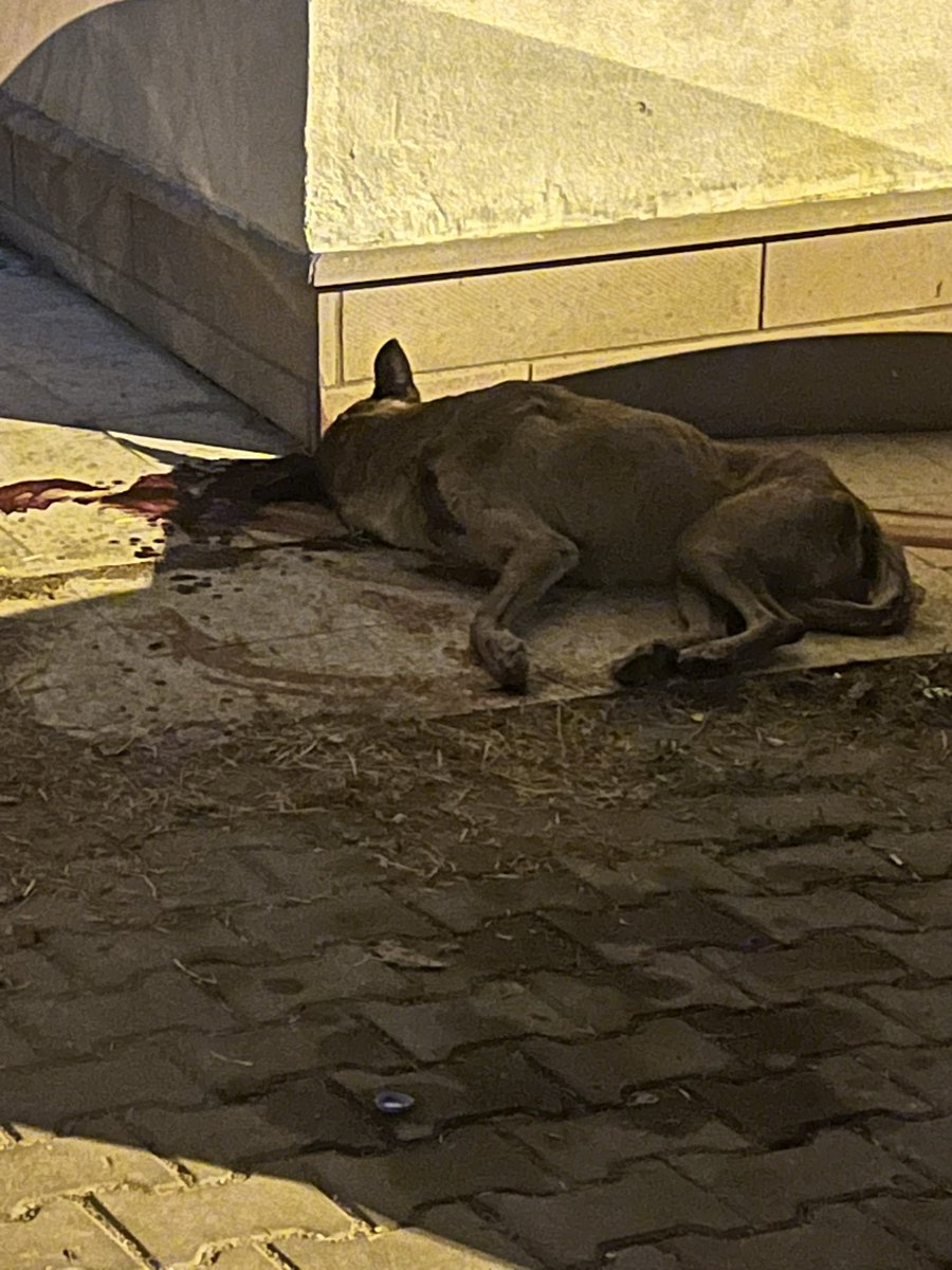 lsumeyyarslan's tweet photo. Bugün bir polis memuru bir köpeği bahçesine girmesi sebebiyle 3 kurşunla öldürdü!!!!!! 
Mamak kutlu mahallesi 454.sokak https://t.co/GYPYjizKTq