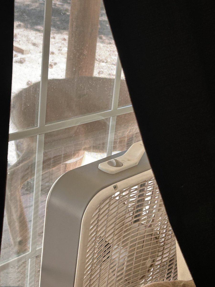 Pic 1 - got me thinking WTH are the ducks doing? They never stand like that.
Pic 2&amp;3 explain it all😆 
The 2 deer are hoarding their food dish🤣🤣🤣