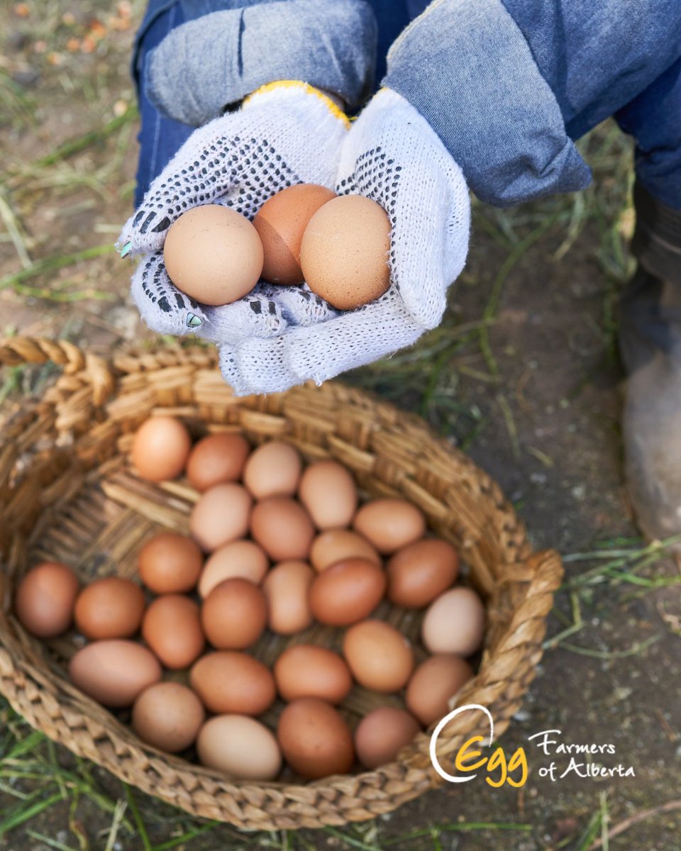 Egg Farmers of AB (@EFA_AB_eggs) / Posts / X