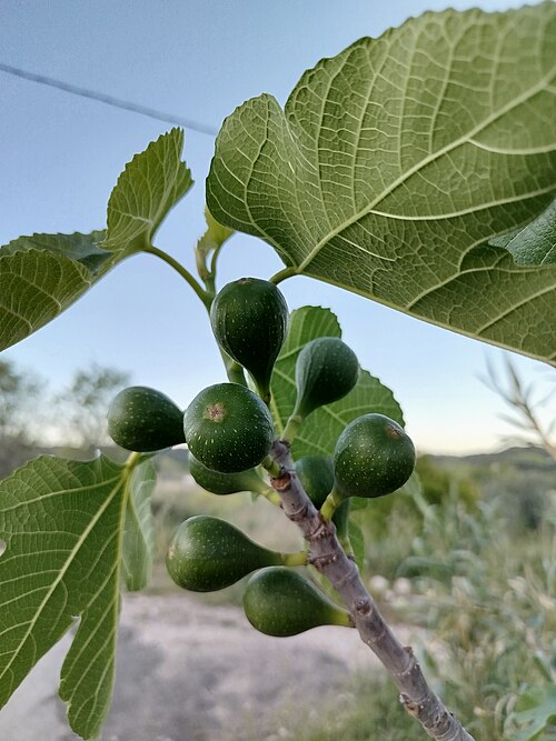 El Mot-li! d'ahir dilluns 11 d'agost era FIGAFLOR, 
rodamots.cat/figaflor/
...i el d'avui dimarts 12 té 4️⃣ lletres, 🟩 🟩 🟩 🟩 
vilaweb.cat/motli/