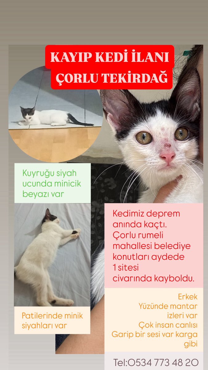 #kayıpkedi #çorlu #çorlukayıpkedi