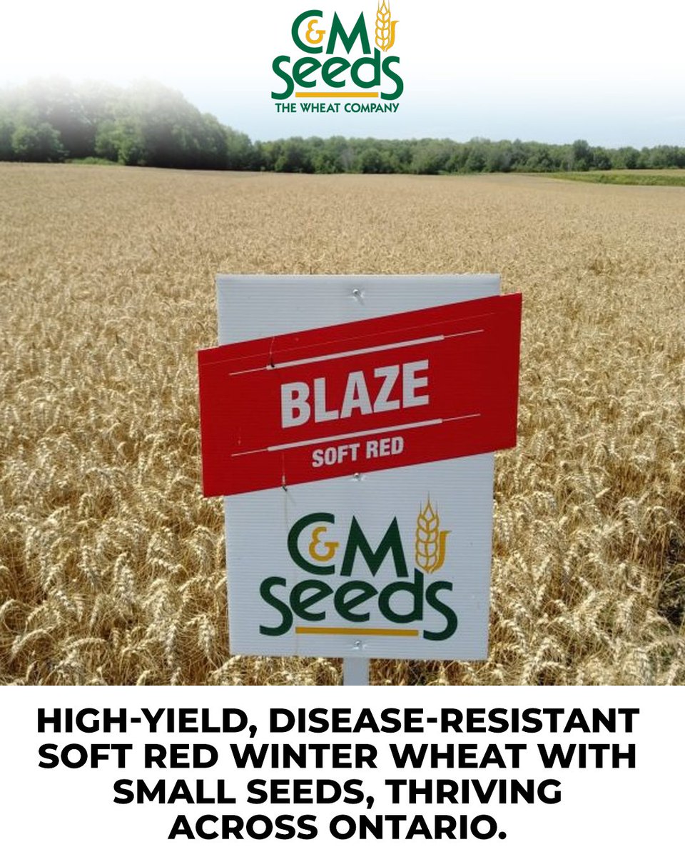 Blaze soft red winter wheat from C&amp;M Seeds offers high yields, small seeds, and strong disease resistance, thriving in Ontario’s diverse conditions with reliable performance. Contact your Crop Specialist for more info!