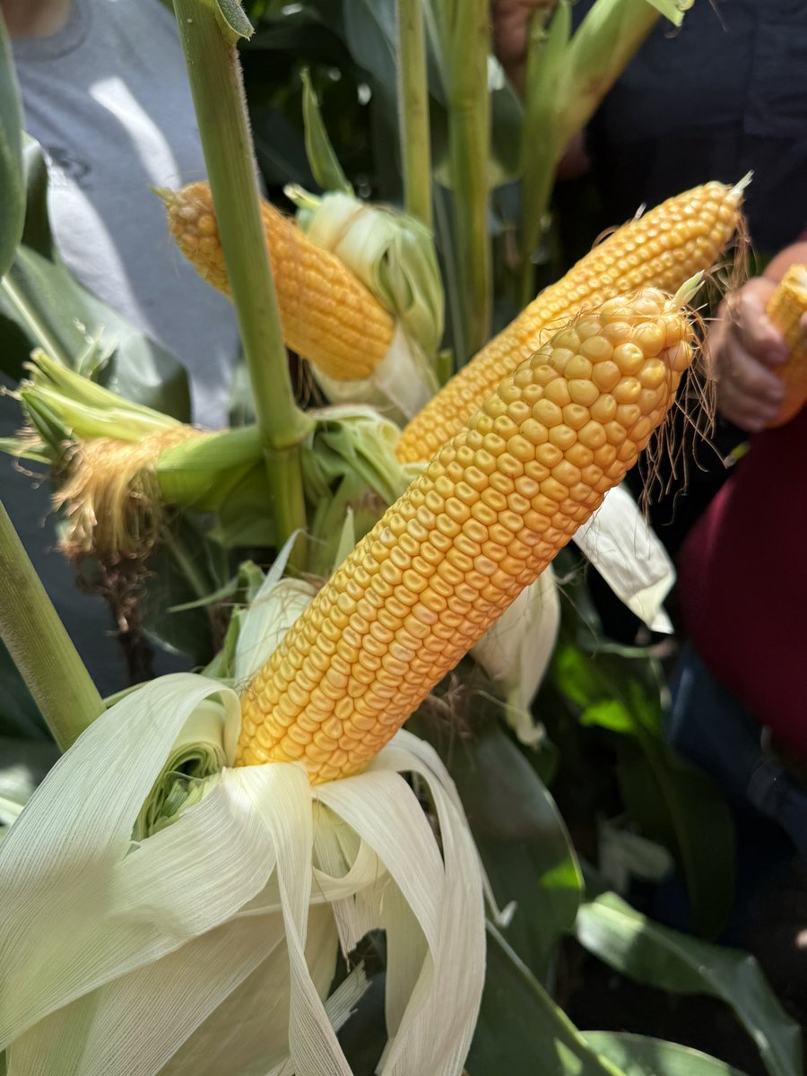 Lots of field scouting lately. Here is AV2208AM… a tremendous hybrid. It’s a top performer with a lot of yield potential for a 108 day hybrid and brings all around consistency 🙌