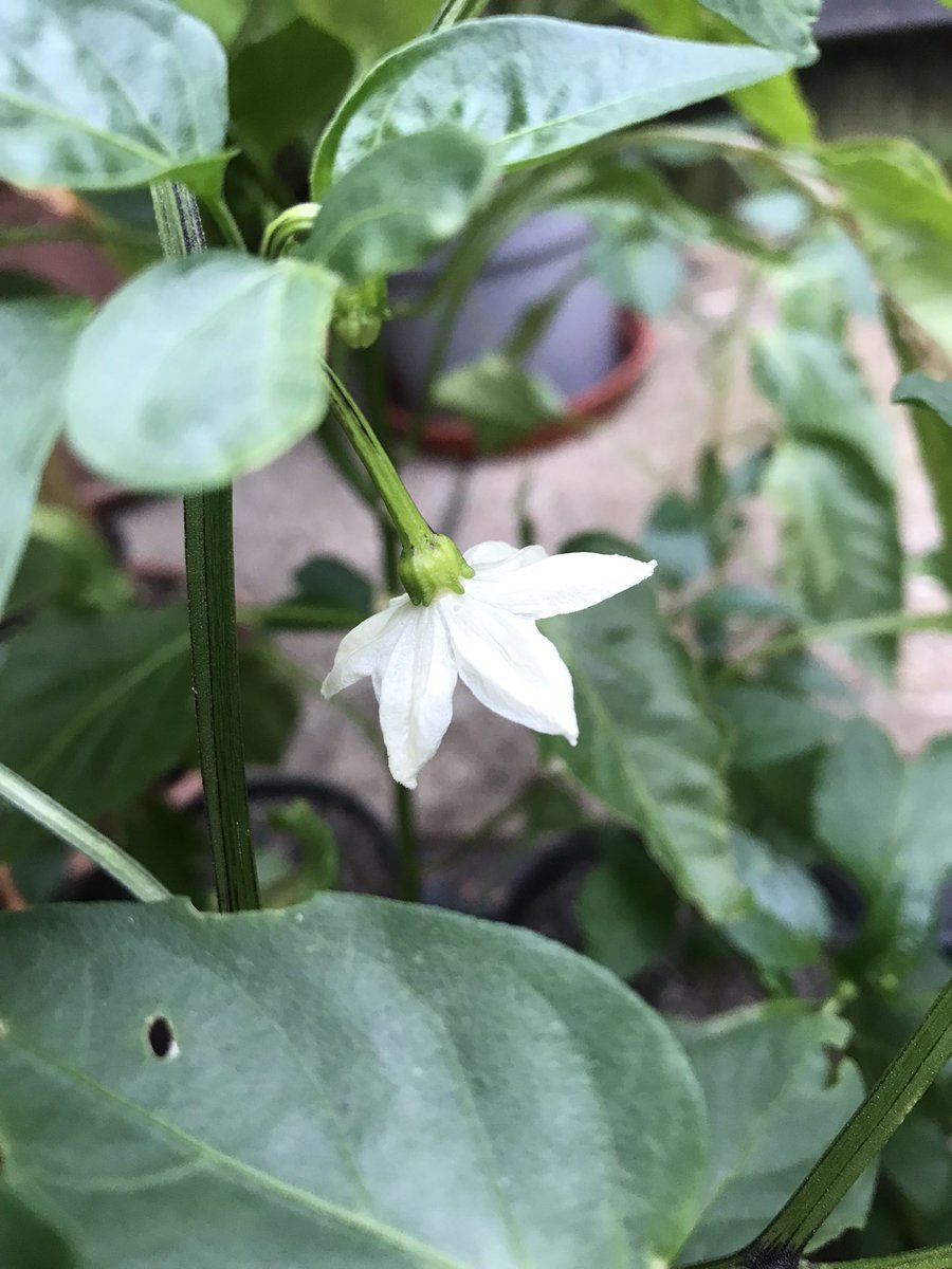 PygmyCreative's tweet image. The Chilli peppers are one of the few plants enjoying this weather so there’s quite a few white flowers there #GardensHour