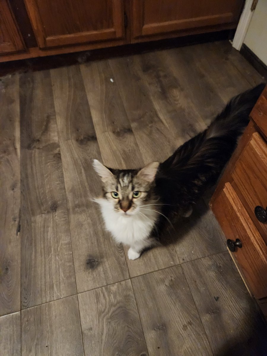 RKOfan87's tweet photo. @KyleeCarterrr Recently had to say goodbye to my cat Morty. I completely understand the pain. https://t.co/CfFPmZMNGx