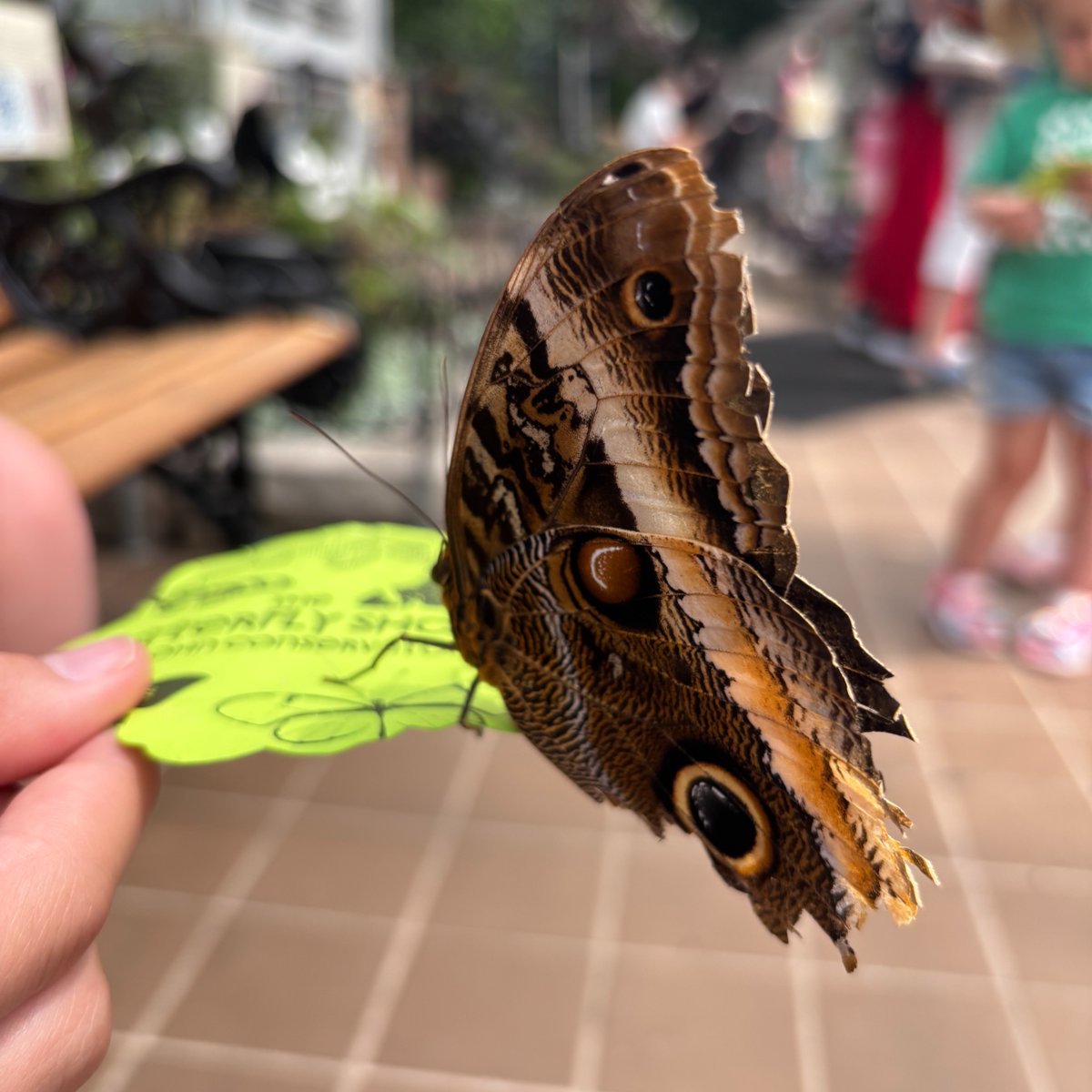 Yesterday marked the final day of Krohn Conservatory's Gothica Botanica Butterfly Show. We also celebrated the 30th Anniversary of the Butterfly Show! Thank you to Andrea Schepmann, the creator of the Butterfly Show, for celebrating with us and sharing memories from years past.