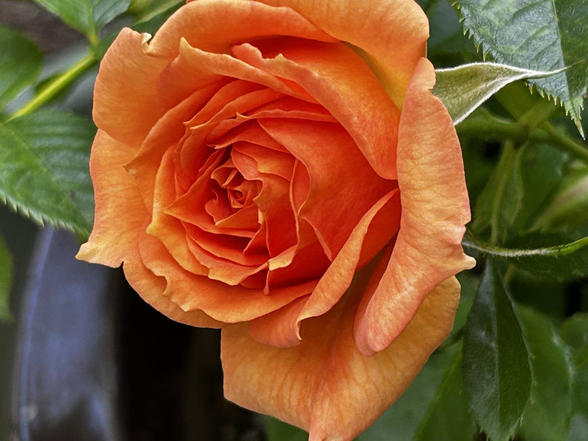 Good evening #GardensHour a rather quiet gardening time for me at the moment, instead i have been visiting my daughter who is in hospital.
40 + miles away!!