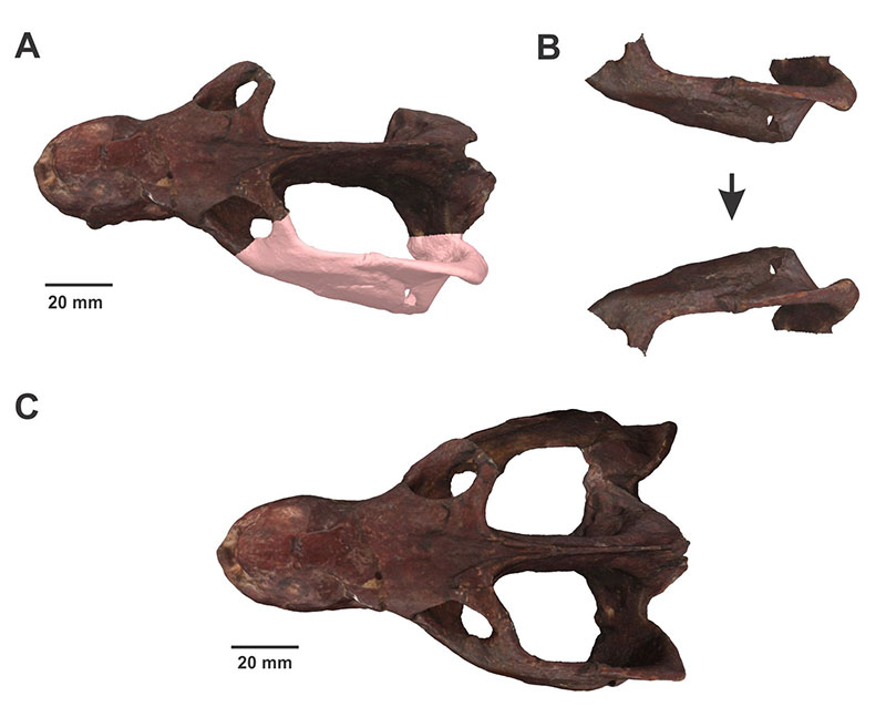 PalaeoE's tweet image. Digital restoration of #fossils is widespread in palaeontology. A project digitally restoring 32 cynognathids from #Argentina is now complete, enabling a review of how different restoration techniques introduce uncertainty depending on the level of damage to the specimen.
